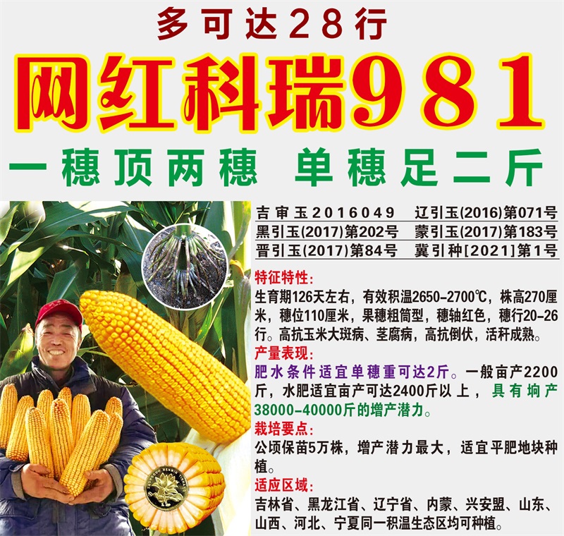 網紅科瑞981